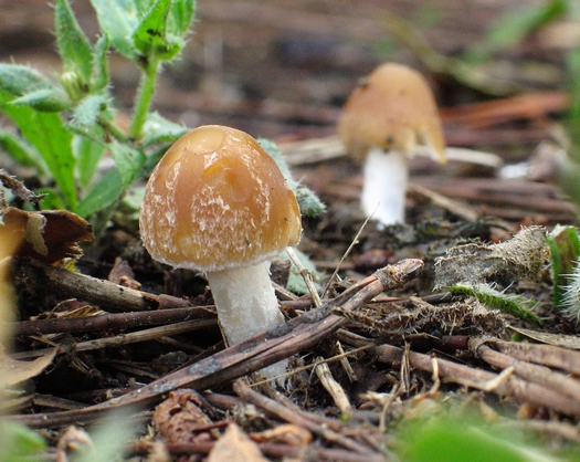 Psathyrella ssp.